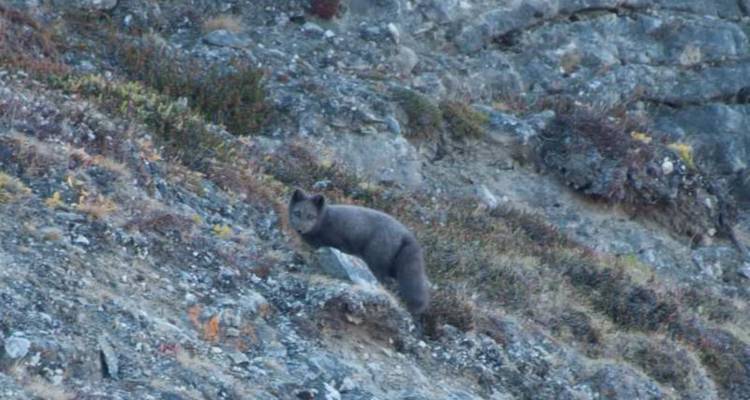 Un renard arctique lointain avec un pelage d'été sombre se dresse sur une pente rocheuse de la toundra.