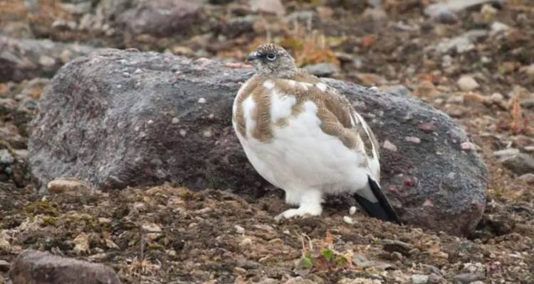 Un lagopède au plumage tacheté se repose sur un sol rocheux dans la toundra arctique.