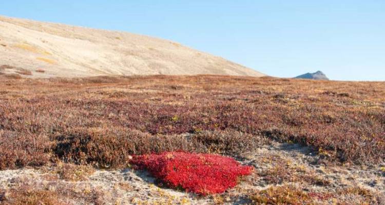 Vaste plaine de toundra couverte de végétation automnale rouge et brune sous un ciel bleu dégagé.