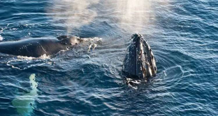 Une paire de baleines fait surface et souffle dans les eaux arctiques d'un bleu limpide.