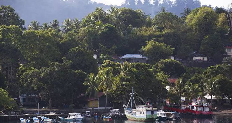 Un port tropical luxuriant entouré d'une forêt dense de palmiers avec de petits bateaux de pêche amarrés le long du rivage.