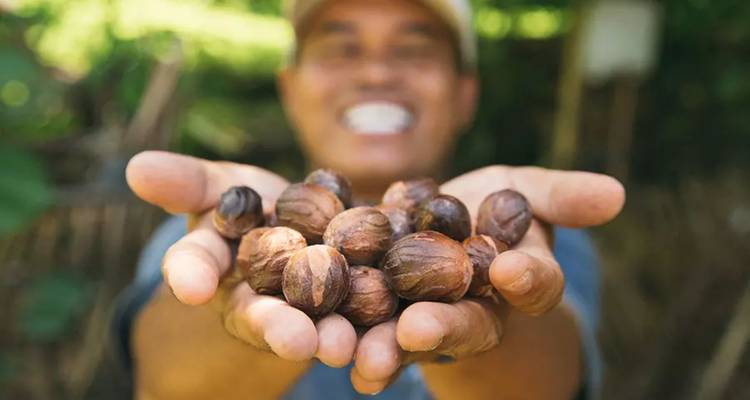 Un habitant souriant tend vers l'appareil photo une poignée de muscades fraîchement récoltées.