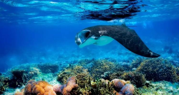 Une raie manta gracieuse glisse au-dessus d'un récif corallien coloré dans une eau bleue claire.