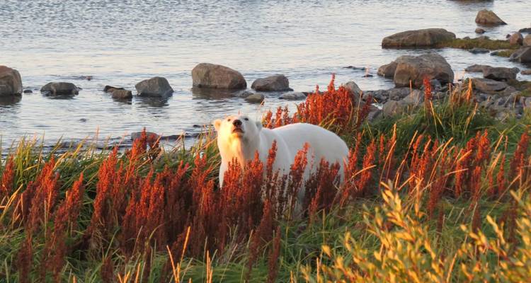 Un ours polaire curieux se dresse parmi des plantes aux couleurs automnales près d'un rivage arctique rocheux.