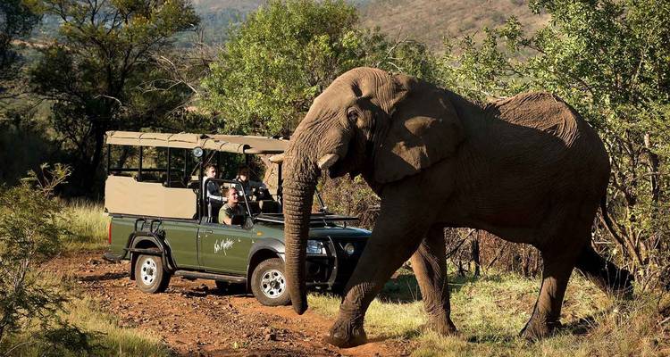 Safari por el Parque Nacional Kruger y el Hotel Panorama - Local Safaris 1