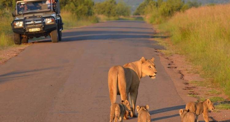 Safari por el Parque Nacional Kruger y el Hotel Panorama - Local Safaris 2