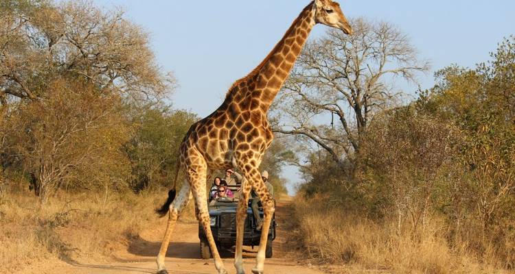 Safari por el Parque Nacional Kruger y el Hotel Panorama - Local Safaris 6