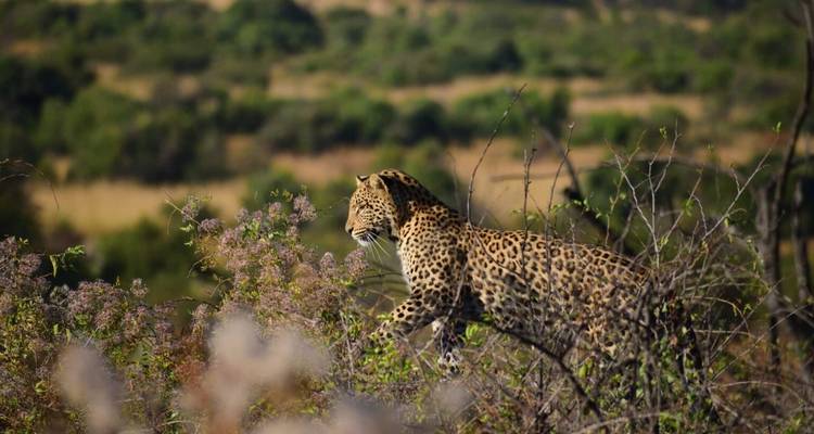 Safari por el Parque Nacional Kruger y el Hotel Panorama - Local Safaris 7