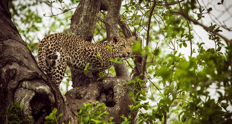 Safari por el Parque Nacional Kruger y el Hotel Panorama - Local Safaris 9