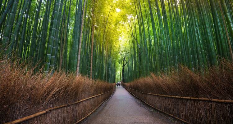 Circuit de 7 jours au Japon pour les petits budgets - Tourist Journey 10