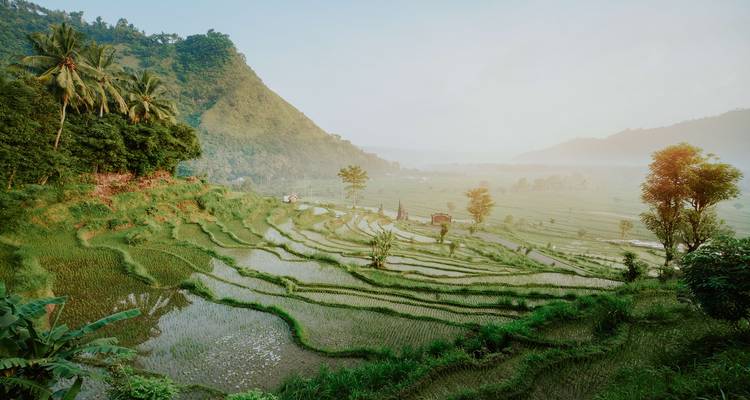 De magnifiques rizières en terrasses dans une vallée verdoyante luxuriante sous un ciel dégagé.