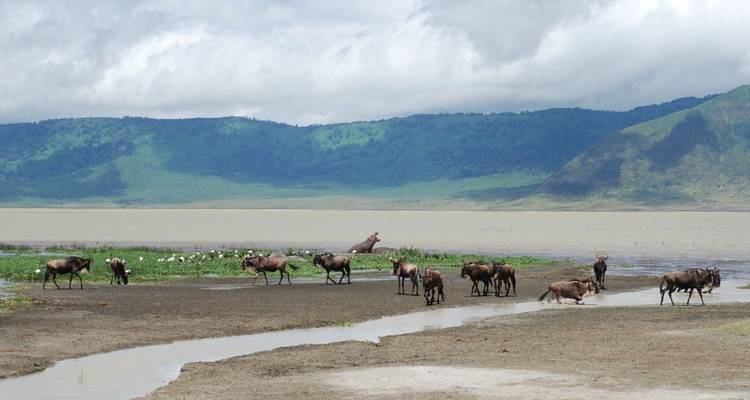 Safari animalier de 16 jours au Kenya et en Tanzanie et ascension du Kilimandjaro - Gracepatt Ecotours Kenya 7