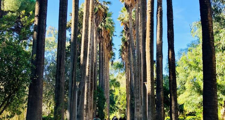 Weg gesäumt von hohen Palmen in einer Gartenanlage.