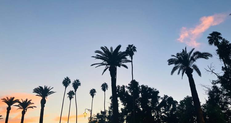 Silhouette von Palmen vor einem farbenfrohen Sonnenuntergangshimmel.