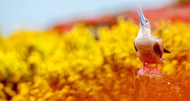 Ein Vogel with blauen Füßen und einem bunt gefärbten Hintergrund aus Blumen.