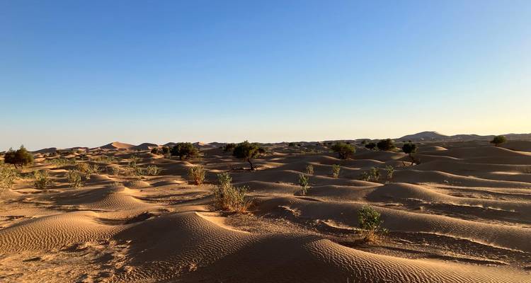 Goldene Sanddünen, die sich unter einem klaren Himmel in die Ferne erstrecken.
