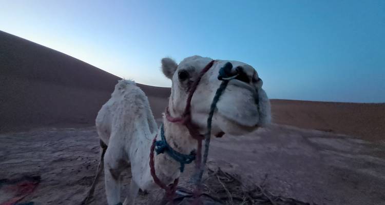 Primer plano de un camello blanco equipado con riendas parado en terreno arenoso al atardecer con dunas detrás.