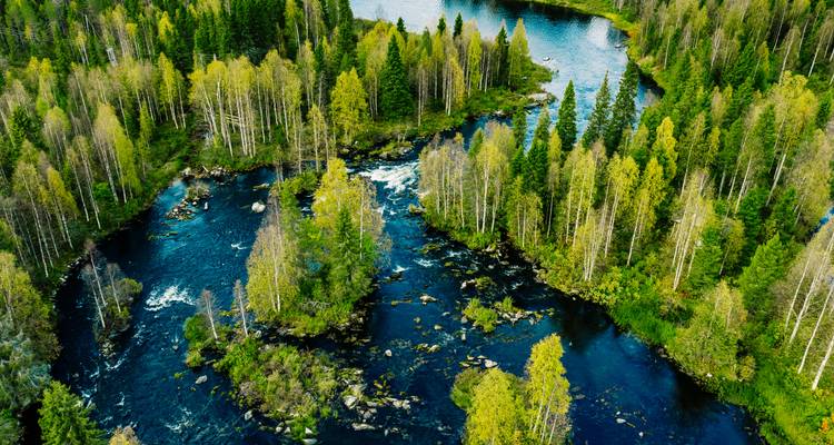 Luftaufnahme eines Flusses, der sich durch einen Wald schlängelt.