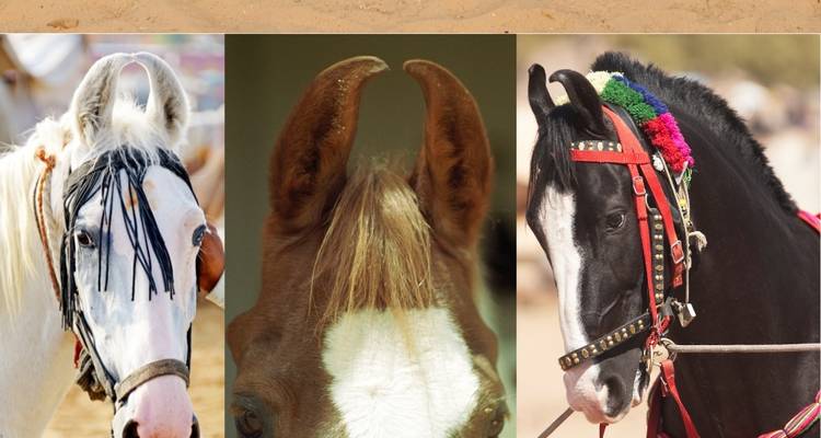 Collage of three horse portraits with different bridles.