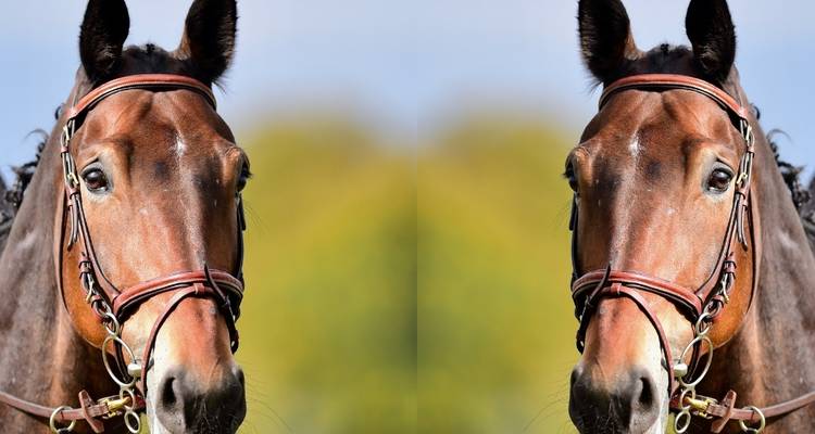 Symmetrical mirrored image of a horse's face in a bridle.