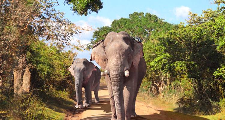 Sri Lanka Intense : Vivre local & Nature Highs - journaway DACH 6
