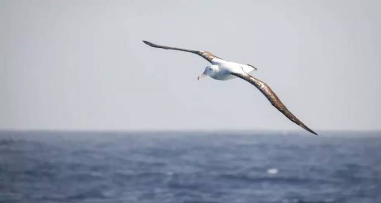 Un albatros solitaire plane au-dessus de la mer ouverte sous un ciel pâle.