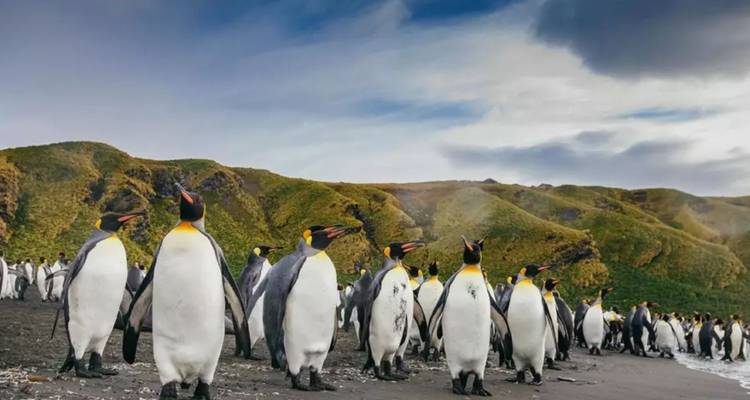 Une grande colonie de manchots royaux se tient sur une plage de sable noir adossée à des collines verdoyantes luxuriantes.