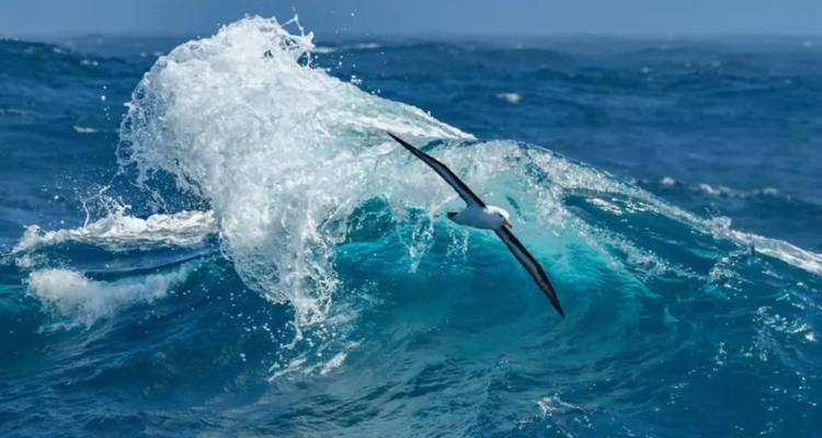 An albatross soars in front of a dramatic turquoise ocean wave crashing and spraying white water.