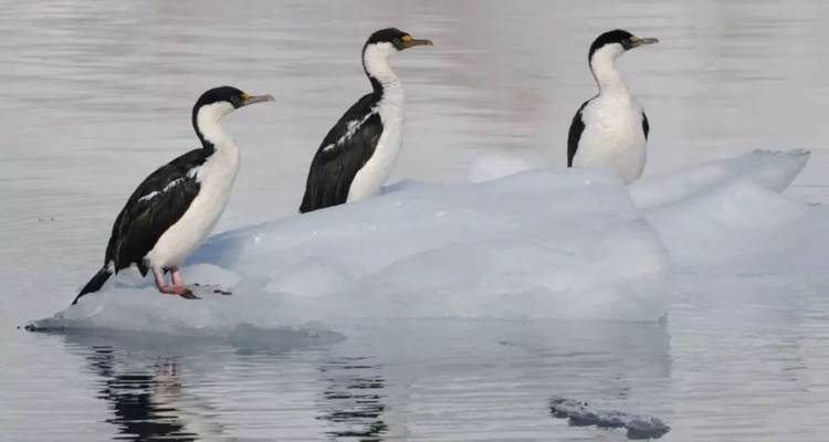 Three black-and-white seabirds perch on a small ice floe floating in calm polar waters.