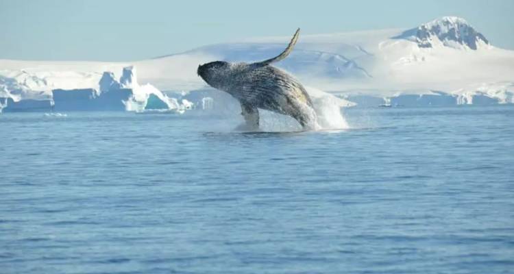 A humpback whale breaches out of the icy Antarctic water with glaciers and snow-covered mountains behind.