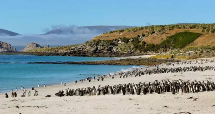 Hundreds of penguins line a sandy beach beside turquoise water and rocky headlands under a blue sky.