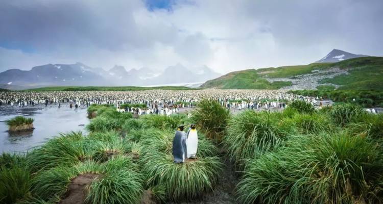 A vast colony of king penguins stands among green tussock grass with misty mountains in the distance.