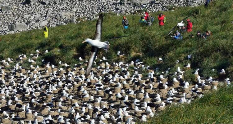 Bird-watchers observe an albatross colony on a grassy slope teeming with nesting birds.
