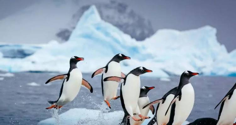 Les manchots papous bondissent hors des eaux antarctiques avec d'imposants icebergs en arrière-plan.