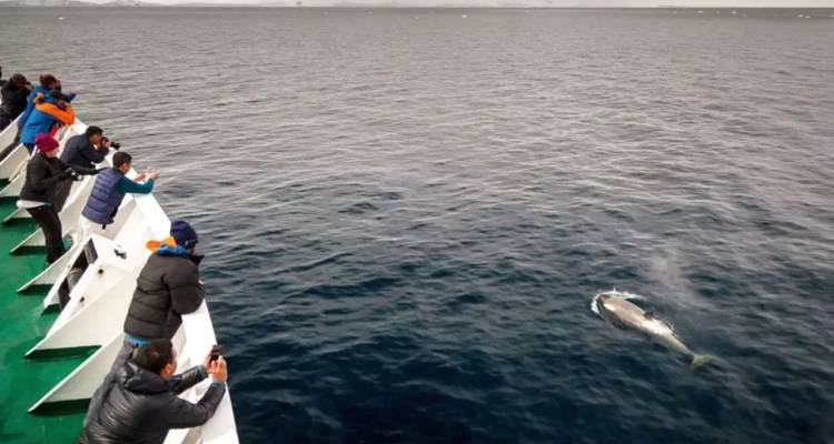 Des touristes se penchent par-dessus la proue d'un navire pour photographier une baleine qui fait surface dans la mer froide et grise.