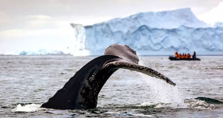Une baleine à bosse soulève sa nageoire caudale près d'un zodiac avec un iceberg massif qui se dresse derrière.