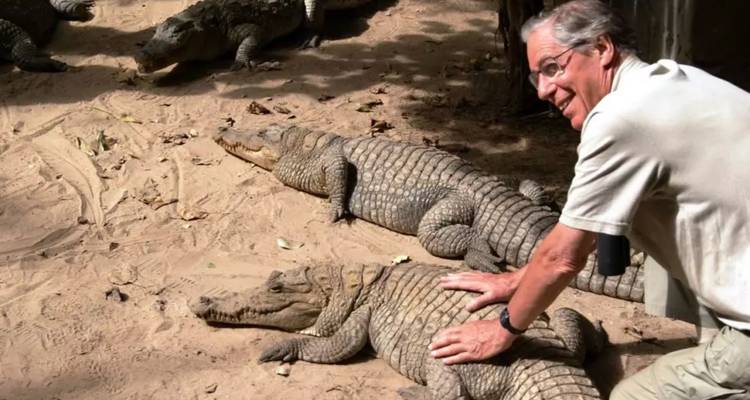 Visiteur touchant délicatement un grand crocodile du Nil dans un sanctuaire sablonneux