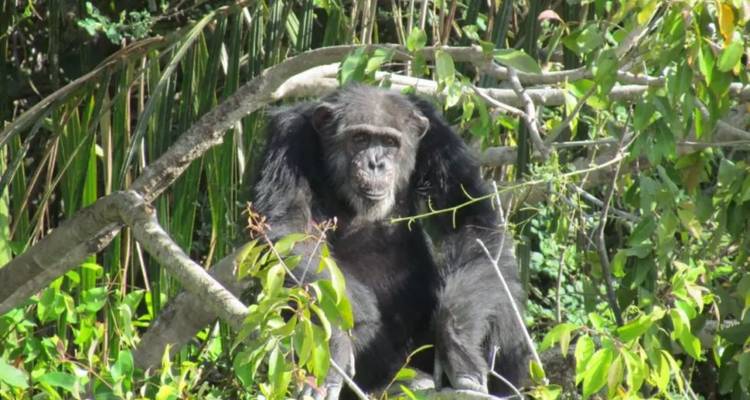 Gros plan d'un chimpanzé assis sur une branche d'arbre entouré d'un feuillage vert luxuriant