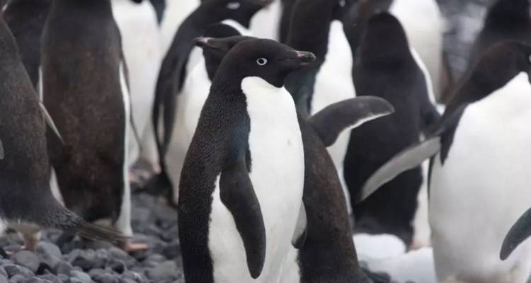 Close-up of an Adélie penguin standing among a colony on grey pebbles.