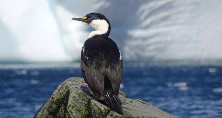 A black-and-white cormorant perches on a rock with blue sea and an iceberg backdrop.