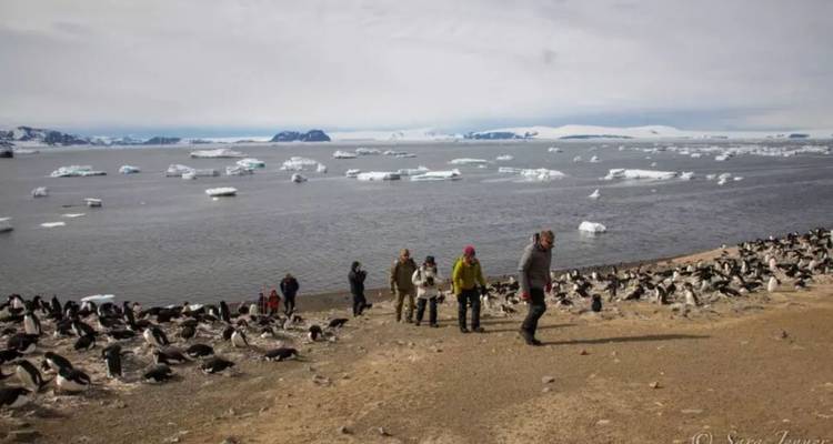 Visitors walk past a vast penguin colony along an icy Antarctic shoreline.