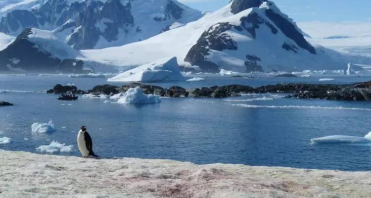 A lone penguin surveys snowy peaks and a calm bay filled with floating ice.