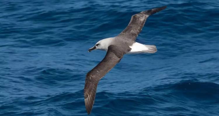 A seabird with wide wingspans glides above dark blue Antarctic waters.