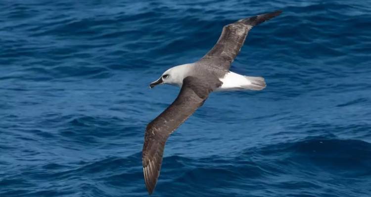 PENÍNSULA ANTÁRTICA Y MÁS ALLÁ DEL CÍRCULO POLAR - DESCUBRIENDO EL SUR PROFUNDO - Inventia 4