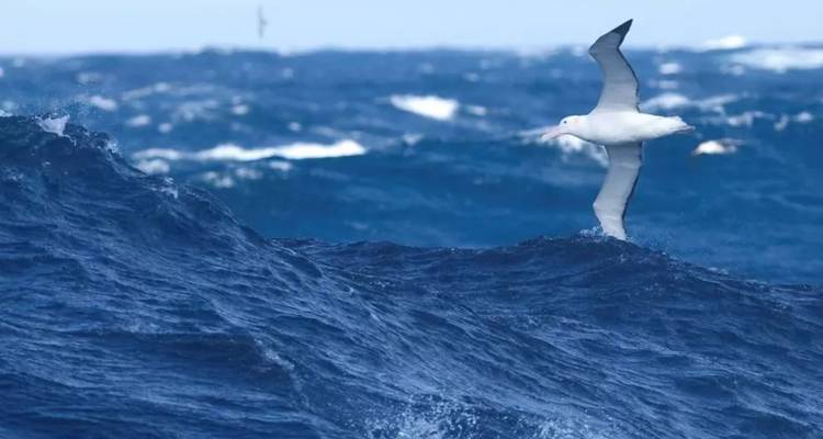 PENÍNSULA ANTÁRTICA Y MÁS ALLÁ DEL CÍRCULO POLAR - DESCUBRIENDO EL SUR PROFUNDO - Inventia 7