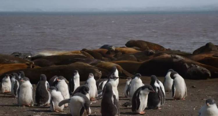 OBSERVATION DES BALEINES DE L'ANTARCTIQUE - À LA RECHERCHE DES GÉANTS DES MERS - Inventia 7