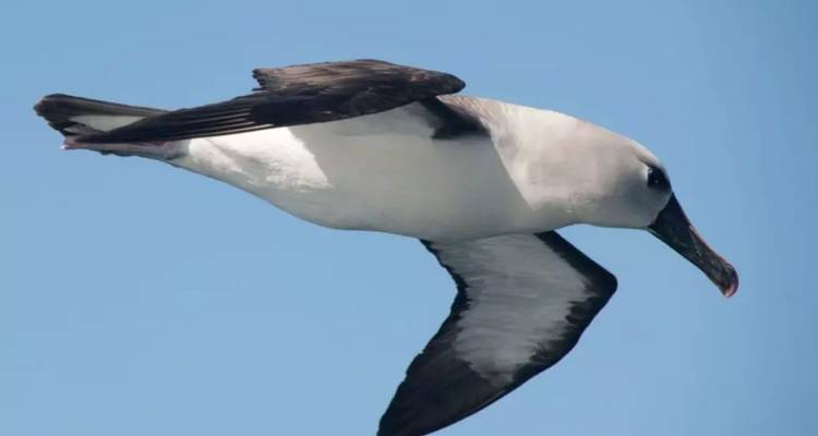 OBSERVATION DES BALEINES DE L'ANTARCTIQUE - À LA RECHERCHE DES GÉANTS DES MERS - Inventia 8
