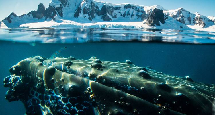 OBSERVATION DES BALEINES DE L'ANTARCTIQUE - À LA RECHERCHE DES GÉANTS DES MERS - Inventia 1