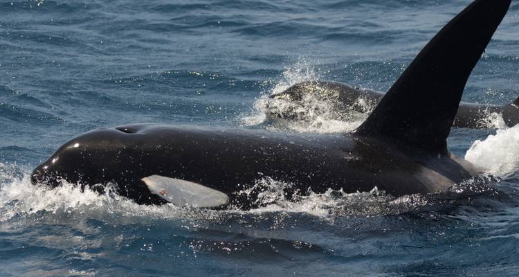 OBSERVATION DES BALEINES DE L'ANTARCTIQUE - À LA RECHERCHE DES GÉANTS DES MERS - Inventia 2