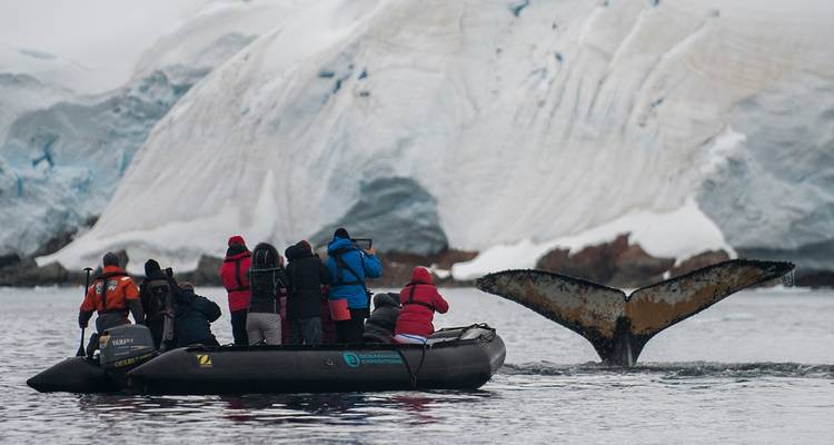 OBSERVATION DES BALEINES DE L'ANTARCTIQUE - À LA RECHERCHE DES GÉANTS DES MERS - Inventia 3